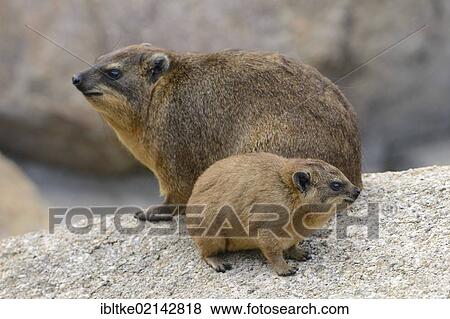 Rock Hyrax or Cape Hyrax (Procavia capensis), Stuttgart, Baden-Wuerttemberg, Germany, Europe View Large Photo Image Stock Photo - Rock Hyrax or Cape Hyrax (Procavia capensis), Stuttgart, Baden-Wuerttemberg, Germany, Europe. Fotosearch