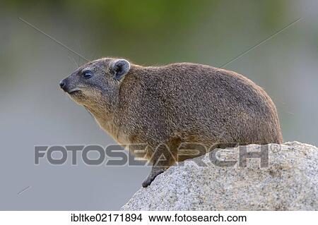 Rock hyrax (Procavia capensis), Stuttgart, Baden-Wuerttemberg, Germany, Europe View Large Photo Image Picture - Rock hyrax (Procavia capensis), Stuttgart, Baden-Wuerttemberg, Germany, Europe. Fotosearch