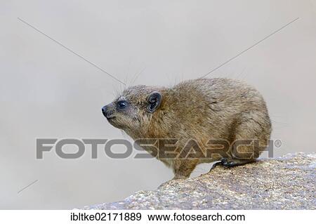 Rock hyrax (Procavia capensis), Stuttgart, Baden-Wuerttemberg, Germany, Europe View Large Photo Image Stock Photo - Rock hyrax (Procavia capensis), Stuttgart, Baden-Wuerttemberg, Germany, Europe. Fotosearch