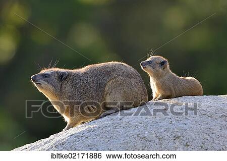Rock hyrax (Procavia capensis) with young, Stuttgart, Baden-Wuerttemberg, Germany, Europe View Large Photo Image Stock Photograph - Rock hyrax (Procavia capensis) with young, Stuttgart, Baden-Wuerttemberg, Germany, Europe. Fotosearch