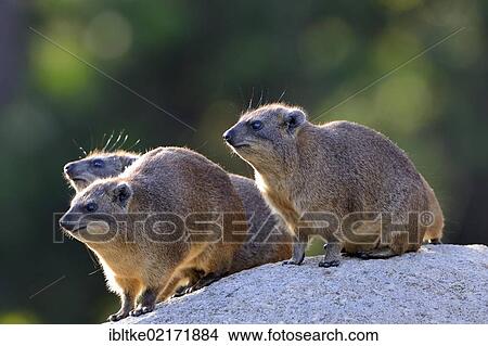 Rock hyraxes (Procavia capensis), Stuttgart, Baden-Wuerttemberg, Germany, Europe View Large Photo Image Picture - Rock hyraxes (Procavia capensis), Stuttgart, Baden-Wuerttemberg, Germany, Europe. Fotosearch