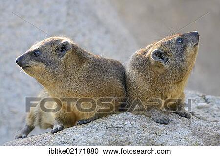 Rock hyraxes (Procavia capensis), Stuttgart, Baden-Wuerttemberg, Germany, Europe View Large Photo Image Stock Image - Rock hyraxes (Procavia capensis), Stuttgart, Baden-Wuerttemberg, Germany, Europe. Fotosearch