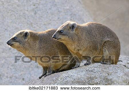 Rock hyraxes (Procavia capensis), Stuttgart, Baden-Wuerttemberg, Germany, Europe View Large Photo Image Stock Image - Rock hyraxes (Procavia capensis), Stuttgart, Baden-Wuerttemberg, Germany, Europe. Fotosearch