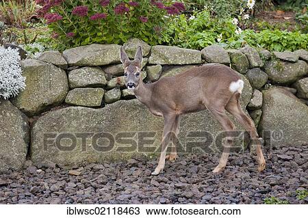 Roe Deer (Capreolus capreolus), fawn, 5 month, hand-reared, Vulkaneifel district, Rhineland-Palatinate, Germany, Europe View Large Photo Image Stock Image - Roe Deer (Capreolus capreolus), fawn, 5 month, hand-reared, Vulkaneifel district, Rhineland-Palatinate, Germany, Europe. Fotosearch