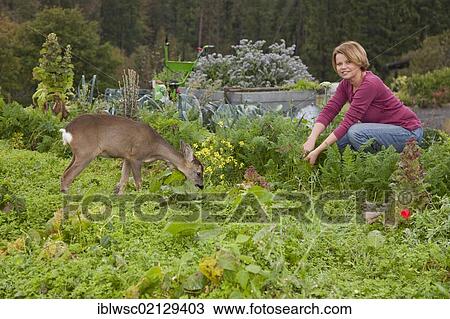 Stock Image - Roe Deer (Capreolus capreolus), fawn, 5 months, hand-reared, with foster mother Anita in the garden, Vulkaneifel district, Rhineland-Palatinate, Germany, Europe. Fotosearch