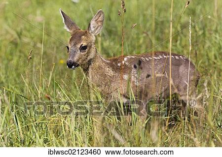 Stock Image - Roe Deer (Capreolus capreolus), fawn, 10 weeks old, raised by hand, Volcanic Eifel, Rhineland-Palatinate, Germany, Europe. Fotosearch