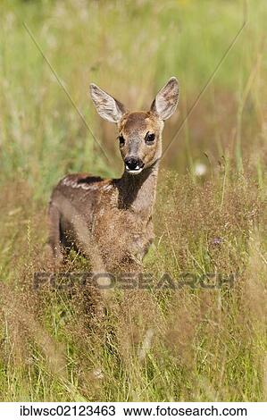 Roe Deer (Capreolus capreolus), fawn, 10 weeks old, raised by hand, Volcanic Eifel, Rhineland-Palatinate, Germany, Europe View Large Photo Image Stock Image - Roe Deer (Capreolus capreolus), fawn, 10 weeks old, raised by hand, Volcanic Eifel, Rhineland-Palatinate, Germany, Europe. Fotosearch