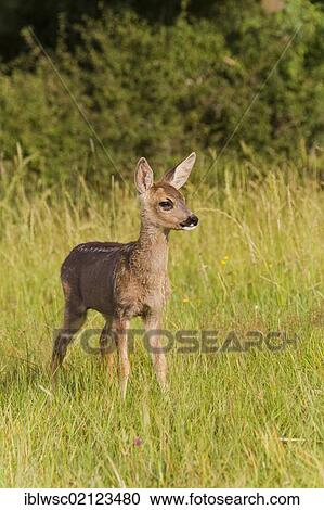 Stock Image - Roe Deer (Capreolus capreolus), fawn, 10 weeks old, raised by hand, Volcanic Eifel, Rhineland-Palatinate, Germany, Europe. Fotosearch