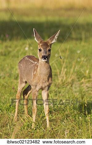 Roe Deer (Capreolus capreolus), fawn, 10 weeks old, raised by hand, Volcanic Eifel, Rhineland-Palatinate, Germany, Europe View Large Photo Image Stock Image - Roe Deer (Capreolus capreolus), fawn, 10 weeks old, raised by hand, Volcanic Eifel, Rhineland-Palatinate, Germany, Europe. Fotosearch