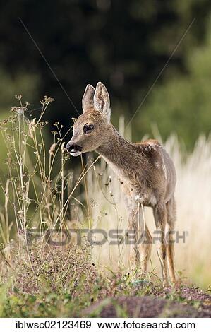 Roe Deer (Capreolus capreolus), fawn, 10 weeks old, raised by hand, Volcanic Eifel, Rhineland-Palatinate, Germany, Europe View Large Photo Image Stock Photo - Roe Deer (Capreolus capreolus), fawn, 10 weeks old, raised by hand, Volcanic Eifel, Rhineland-Palatinate, Germany, Europe. Fotosearch