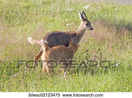 Roe Deer (Capreolus capreolus), fawn, 10 weeks old, raised by hand, with a domestic cat, Volcanic Eifel, Rhineland-Palatinate, Germany, Europe View Large Photo Image Stock Photography - Roe Deer (Capreolus capreolus), fawn, 10 weeks old, raised by hand, with a domestic cat, Volcanic Eifel, Rhineland-Palatinate, Germany, Europe. Fotosearch