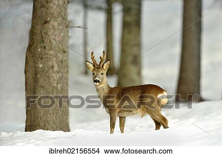 Picture - Roe Deer (Capreolus capreolus) in snowy woods, Tyrol, Austria, Europe. Fotosearch