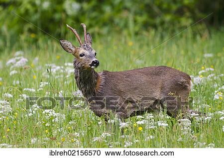 Stock Image - Roe Deer (Capreolus capreolus), Tyrol, Austria, Europe. Fotosearch
