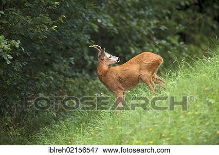 Stock Photo - Roe Deer (Capreolus capreolus), Tyrol, Austria, Europe. Fotosearch