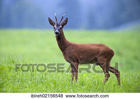 Roe Deer (Capreolus capreolus), Tyrol, Austria, Europe View Large Photo Image Stock Photo - Roe Deer (Capreolus capreolus), Tyrol, Austria, Europe. Fotosearch