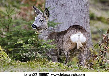 Stock Photo - Roe Deer (Capreolus capreolus), Tyrol, Austria, Europe. Fotosearch