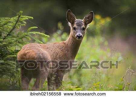 Roe Deer (Capreolus capreolus), Tyrol, Austria, Europe View Large Photo Image Stock Photo - Roe Deer (Capreolus capreolus), Tyrol, Austria, Europe. Fotosearch