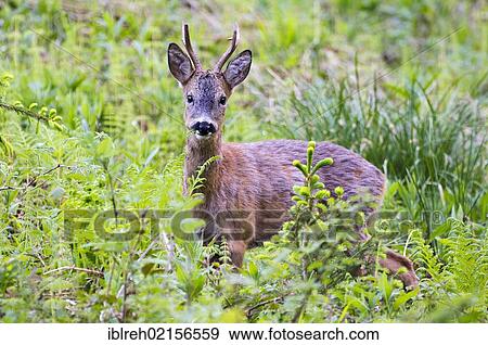 Stock Photo - Roe Deer (Capreolus capreolus), Tyrol, Austria, Europe. Fotosearch