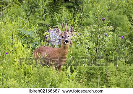 Stock Photo - Roe Deer (Capreolus capreolus), Tyrol, Austria, Europe. Fotosearch