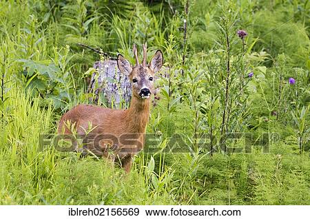 Stock Photo - Roe Deer (Capreolus capreolus), Tyrol, Austria, Europe. Fotosearch