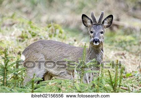 Roe Deer (Capreolus capreolus), Tyrol, Austria, Europe View Large Photo Image Stock Photograph - Roe Deer (Capreolus capreolus), Tyrol, Austria, Europe. Fotosearch