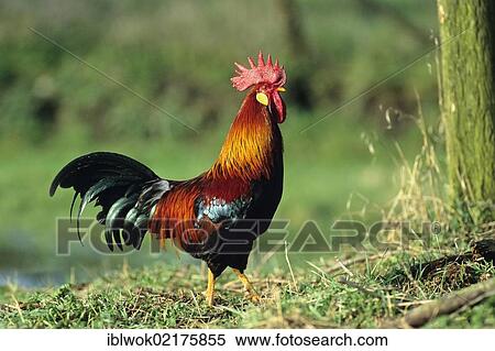 Rooster, cock, Gauloise Dorée chicken breed, Bavaria, Germany, Europe View Large Photo Image Stock Photography - Rooster, cock, Gauloise Dorée chicken breed, Bavaria, Germany, Europe. Fotosearch