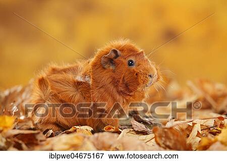 Stock Photo - Rosette guinea pig in autumn leaves, red, autumnal. Fotosearch