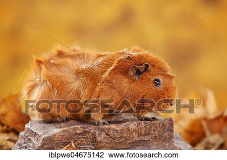 Rosette guinea pig on stone, red, autumnal View Large Photo Image Stock Image - Rosette guinea pig on stone, red, autumnal. Fotosearch