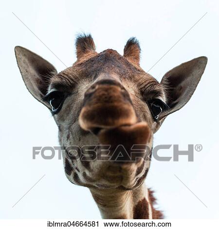 Stock Image - Rothschild’s Giraffe (Giraffa camelopardalis rothschildi) looks into camera, animal portrait, captive, Uganda Wildlife Education Centre, Entebbe, Uganda, Africa. Fotosearch