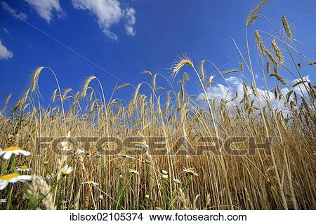 Picture - Rye (Secale cereale), rye field, before harvest, Ellerstadt, Germany, Europe. Fotosearch