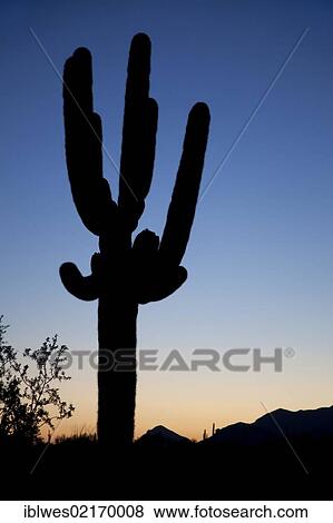 Saguaro cactus (Carnegiea gigantea) at sunrise in Organ Pipe Cactus National Monument, Ajo, Arizona, USA, North America View Large Photo Image Stock Photo - Saguaro cactus (Carnegiea gigantea) at sunrise in Organ Pipe Cactus National Monument, Ajo, Arizona, USA, North America. Fotosearch