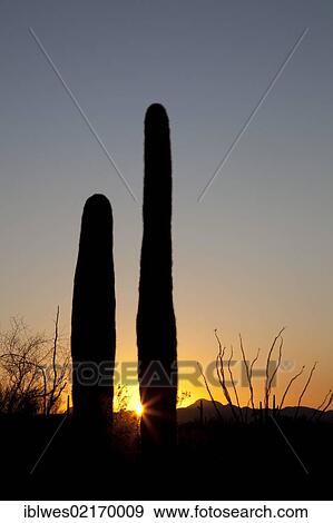 Saguaro cactus (Carnegiea gigantea) at sunrise in Organ Pipe Cactus National Monument, Ajo, Arizona, USA, North America View Large Photo Image Stock Photo - Saguaro cactus (Carnegiea gigantea) at sunrise in Organ Pipe Cactus National Monument, Ajo, Arizona, USA, North America. Fotosearch