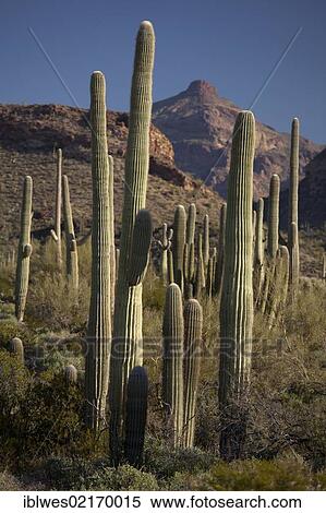 Saguaro cactus (Carnegiea gigantea) in Organ Pipe Cactus National Monument, Ajo, Arizona, USA, North America View Large Photo Image Stock Photography - Saguaro cactus (Carnegiea gigantea) in Organ Pipe Cactus National Monument, Ajo, Arizona, USA, North America. Fotosearch