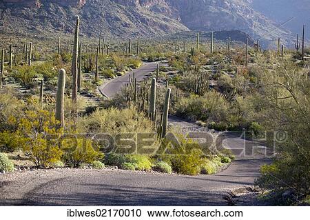 Saguaro cactus (Carnegiea gigantea) along the Ajo Mountain Drive in Organ Pipe Cactus National Monument, Ajo, Arizona, USA, North America View Large Photo Image Stock Image - Saguaro cactus (Carnegiea gigantea) along the Ajo Mountain Drive in Organ Pipe Cactus National Monument, Ajo, Arizona, USA, North America. Fotosearch
