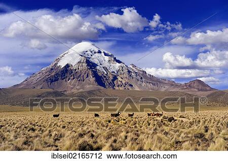 Sajama, Bolivia's highest mountain with plateau, Sajama National Park, La Paz, Bolivia, South America View Large Photo Image Stock Image - Sajama, Bolivia's highest mountain with plateau, Sajama National Park, La Paz, Bolivia, South America. Fotosearch