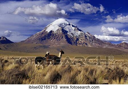 Sajama Mountain, Bolivia's highest mountain with the high plateau and Llamas (Llama sp. ), Sajama National Park, La Paz, Bolivia, South America View Large Photo Image Stock Image - Sajama Mountain, Bolivia's highest mountain with the high plateau and Llamas (Llama sp. ), Sajama National Park, La Paz, Bolivia, South America. Fotosearch