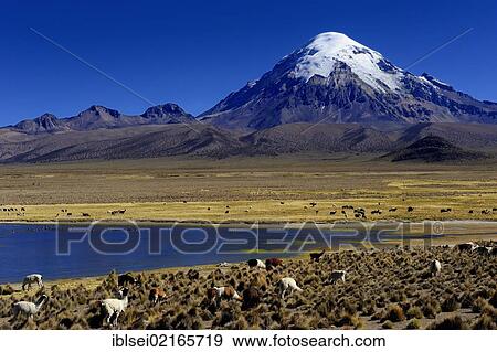 Sajama Mountain, Bolivia's highest mountain, with a lagoon and Llamas (Llama sp. ), Sajama, La Paz, Bolivia, South America View Large Photo Image Stock Photo - Sajama Mountain, Bolivia's highest mountain, with a lagoon and Llamas (Llama sp. ), Sajama, La Paz, Bolivia, South America. Fotosearch