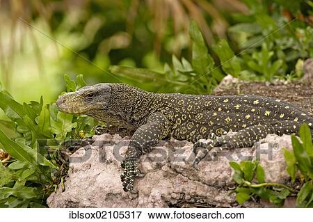 Salvadori's Monitor or Papuan Monitor (Varanus salvadorii), adult resting on a rock, in captivity, Singapore, Southeast Asia, Asia View Large Photo Image Stock Photo - Salvadori's Monitor or Papuan Monitor (Varanus salvadorii), adult resting on a rock, in captivity, Singapore, Southeast Asia, Asia. Fotosearch