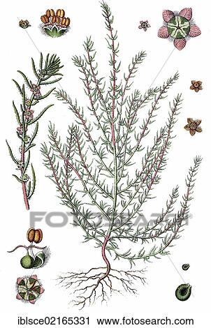 Sand Bassia (Bassia laniflora), medicinal plant, useful plant, chromolithograph, circa 1790 View Large Photo Image Stock Image - Sand Bassia (Bassia laniflora), medicinal plant, useful plant, chromolithograph, circa 1790. Fotosearch