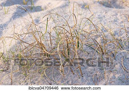 Stock Photograph - Sand Sedge (Carex arenaria), Dünenheide Nature Reserve, Hiddensee Island, Mecklenburg-Western Pomerania, Germany, Europe. Fotosearch