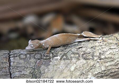 Satanic Leaf-tailed Gecko (Uroplatus phantasticus), foraging, Madagascar, Africa View Large Photo Image Stock Image - Satanic Leaf-tailed Gecko (Uroplatus phantasticus), foraging, Madagascar, Africa. Fotosearch