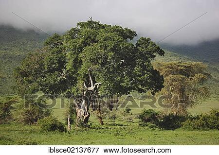 Sausage Tree (Kigelia africana, Kigelia pinnata), Serengeti National Park, Tanzania, Africa View Large Photo Image Stock Photo - Sausage Tree (Kigelia africana, Kigelia pinnata), Serengeti National Park, Tanzania, Africa. Fotosearch