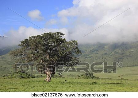 Sausage Tree (Kigelia africana, Kigelia pinnata), Serengeti National Park, Tanzania, Africa View Large Photo Image Stock Photograph - Sausage Tree (Kigelia africana, Kigelia pinnata), Serengeti National Park, Tanzania, Africa. Fotosearch