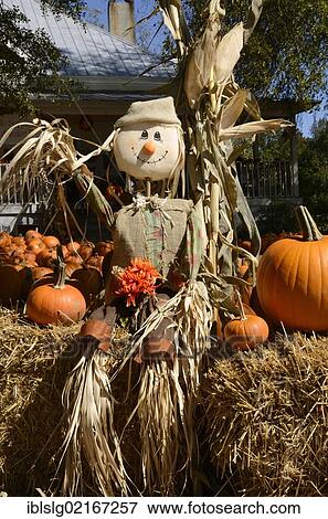 Scarecrow and Pumpkins (Cucurbita pepo) in Atlanta, Georgia, USA, Asia View Large Photo Image Stock Photo - Scarecrow and Pumpkins (Cucurbita pepo) in Atlanta, Georgia, USA, Asia. Fotosearch