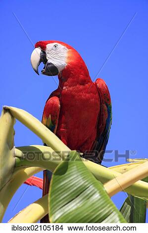 Scarlet Macaw (Ara macao), adult, perched on a banana tree, screeching, Roatan, Honduras, Caribbean, Central America, Latin America, North America View Large Photo Image Picture - Scarlet Macaw (Ara macao), adult, perched on a banana tree, screeching, Roatan, Honduras, Caribbean, Central America, Latin America, North America. Fotosearch