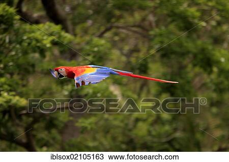 Stock Image - Scarlet Macaw (Ara macao), adult, flying past rainforest, Roatan, Honduras, Caribbean, Central America, Latin America, North America. Fotosearch