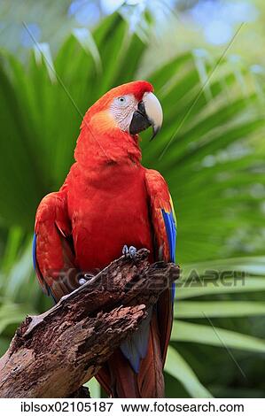 Scarlet Macaw (Ara macao), adult, perched on a lookout, Roatan, Honduras, Caribbean, Central America, Latin America, North America View Large Photo Image Stock Photo - Scarlet Macaw (Ara macao), adult, perched on a lookout, Roatan, Honduras, Caribbean, Central America, Latin America, North America. Fotosearch