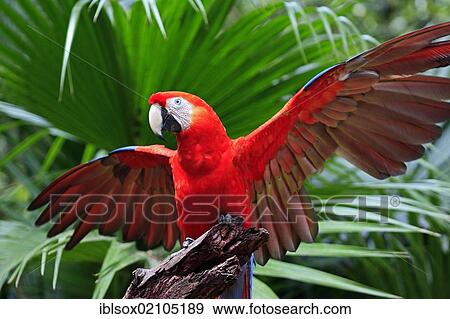 Stock Photo - Scarlet Macaw (Ara macao), adult, perched on a lookout with its wings spread, Roatan, Honduras, Caribbean, Central America, Latin America, North America. Fotosearch