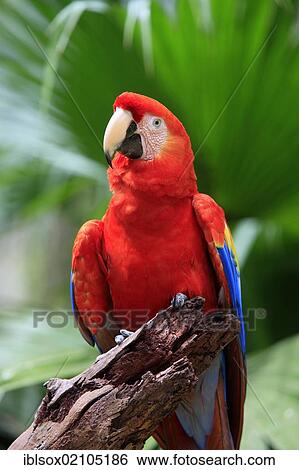 Scarlet Macaw (Ara macao), adult, perched on a lookout, Roatan, Honduras, Caribbean, Central America, Latin America, North America View Large Photo Image Stock Photograph - Scarlet Macaw (Ara macao), adult, perched on a lookout, Roatan, Honduras, Caribbean, Central America, Latin America, North America. Fotosearch