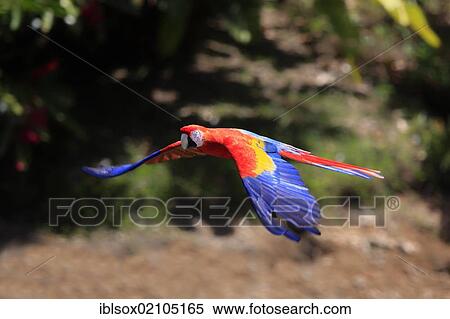 Scarlet Macaw (Ara macao), adult, flying past rainforest, Roatan, Honduras, Caribbean, Central America, Latin America, North America View Large Photo Image Stock Photography - Scarlet Macaw (Ara macao), adult, flying past rainforest, Roatan, Honduras, Caribbean, Central America, Latin America, North America. Fotosearch